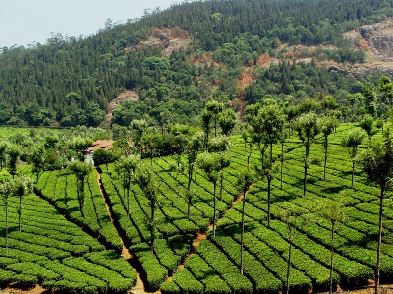 high-field-tea-gardens